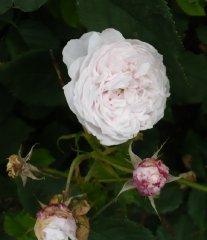 alfred-de-rougemont