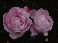 anna-scharsach-2