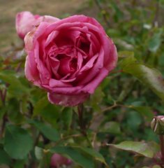 beaute-iconstante
