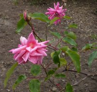 bon-silene-2