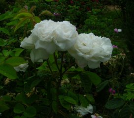 comtesse-de-lacepede