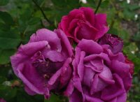 comtesse-doxford2