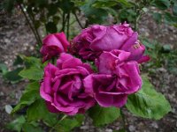 comtesse-doxford22