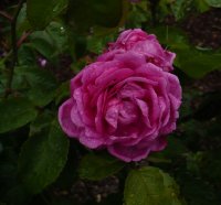 jules-margottin164