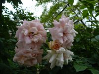 lady-wakefield173