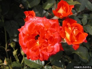roman-holiday-the-dow-gardens-bugwoodorg.jpg