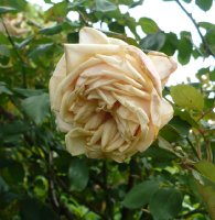madame-berard
