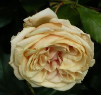 madame-berard2