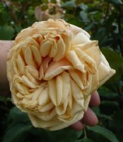 madame-berard3