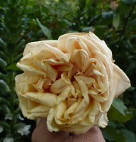 madame-berard4