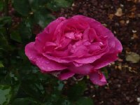 madame-cordier2