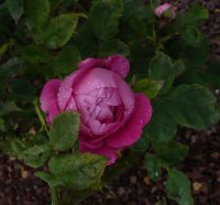 madame-louise-piron