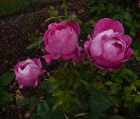 madame-louise-piron2