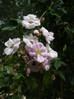 narrow-water2