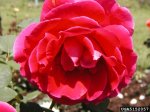 rubaiyat-the-dow-gardens-bugwoodorg.jpg