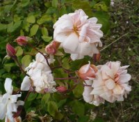 perle-dor