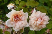 perle-dor1
