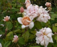 perle-dor2