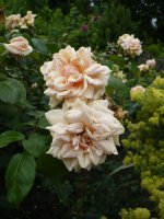 perle-dor3