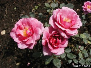 sachet-the-dow-gardens-bugwoodorg.jpg