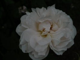 princesse-de-lamballe-miel
