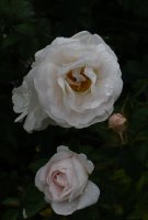 princesse-de-lamballe294