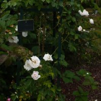 princesse-de-lamballe295