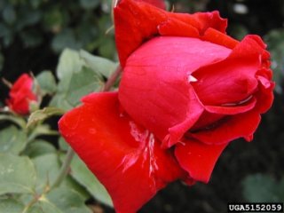 san-fernando-the-dow-gardens-bugwoodorg.jpg