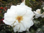 saratoga-the-dow-gardens-bugwoodorg.jpg