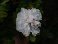 souvenir-philemon-cochet3