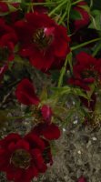 tapis-rouge-3
