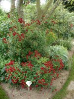 tapis-rouge-337