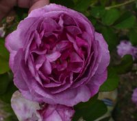 violacee-376