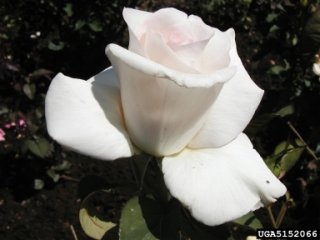 sheer-bliss-the-dow-gardens-bugwoodorg.jpg