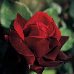 nocnapanna2