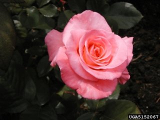 sheer-elegance-the-dow-gardens-bugwoodorg.jpg