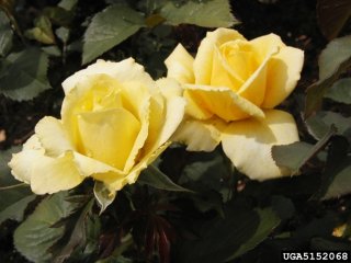 shining-hour-the-dow-gardens-bugwoodorg.jpg