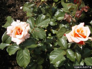 singing-on-the-rain-the-dow-gardens-bugwoodorg.jpg