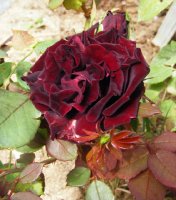 louis-xv