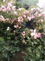 mary-wall