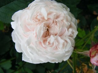 mme-alfred-de-rougemont