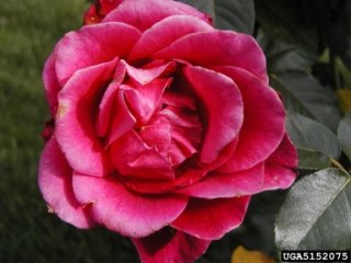 smooth-prince-the-dow-gardens-bugwoodorg.jpg