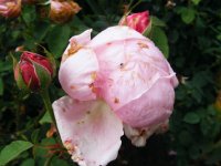 mme-carolie-testout