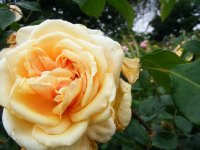 perle-des-j
