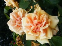 perle-des-jardins