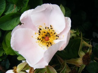 pink-surprise-lens