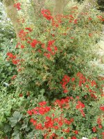 tapis-rouge-3
