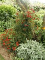 tapis-rouge-ogrod