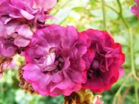 violette-turbat-21