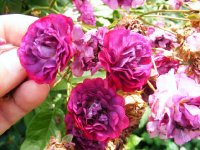 violette-turbat